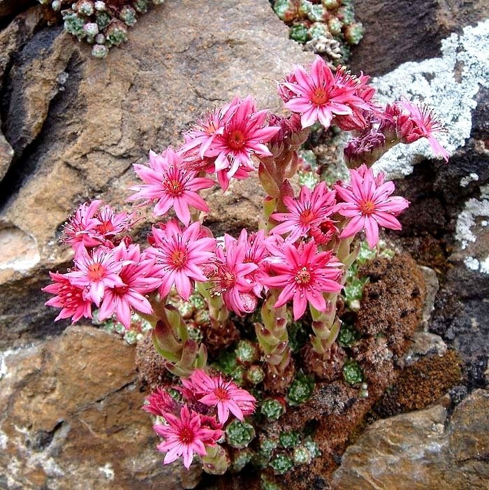 ROJNIK PAJĘCZYNOWATY PIĘKNIE KWITNIE NA RÓŻOWO