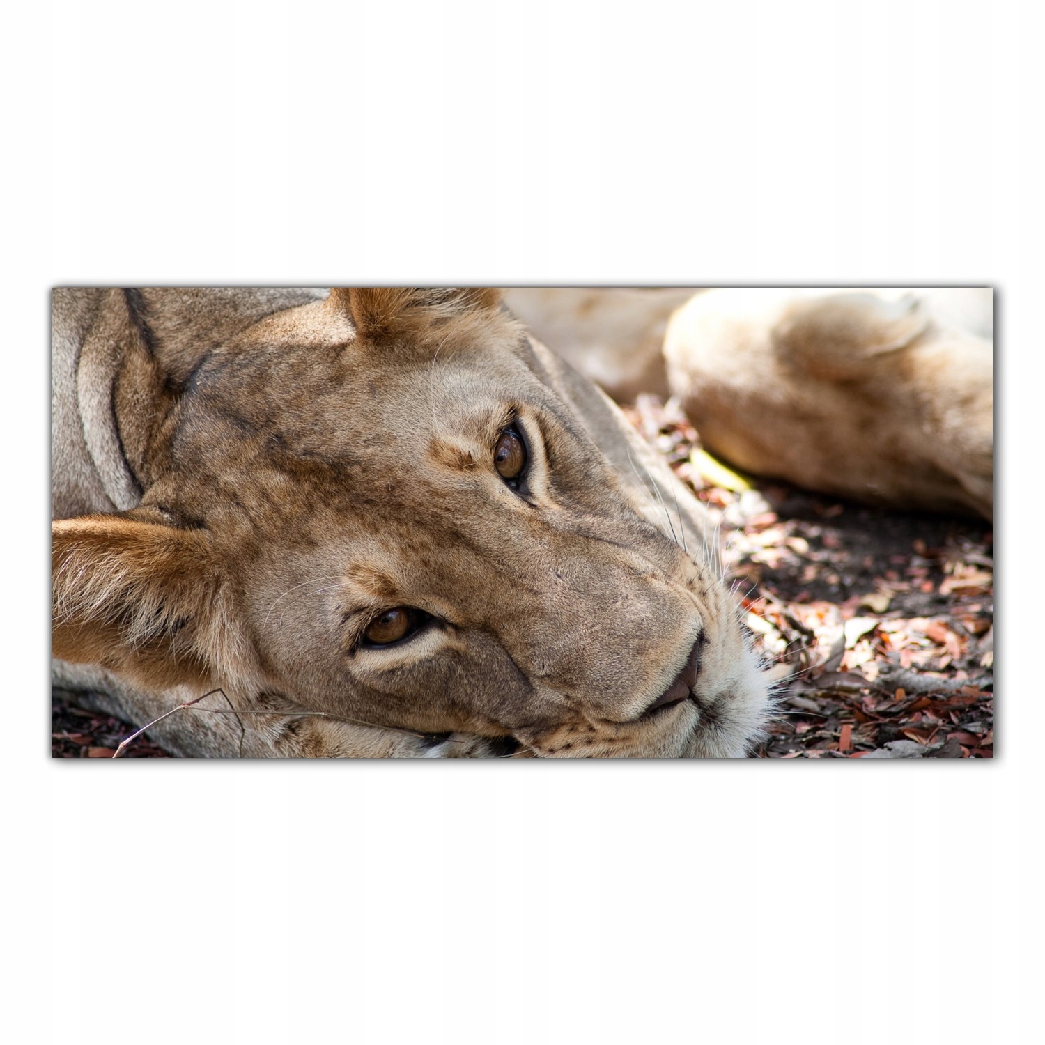 Lev Zvíře Afrika 100x50 Skleněné panely kuchyně