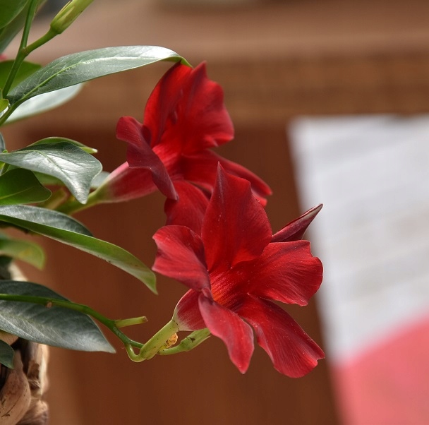 Mandevilla Hybrida Rio Deep Red Sundaville Dipladenia (2137Zielone