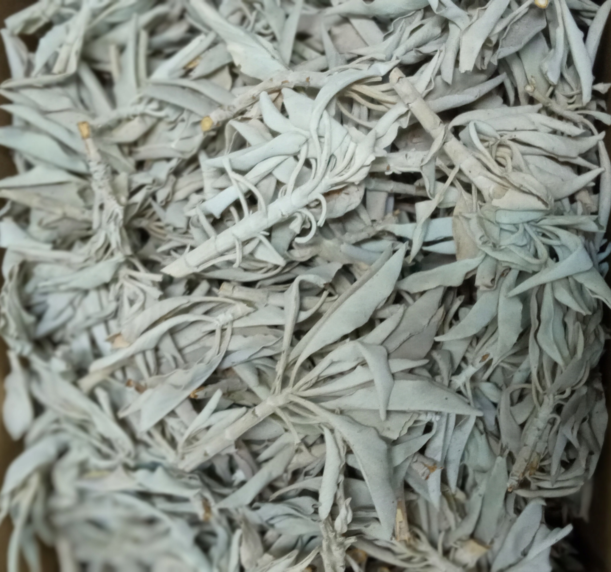 

Biała Szałwia 25g-Naturalne kadzidło-I klasa