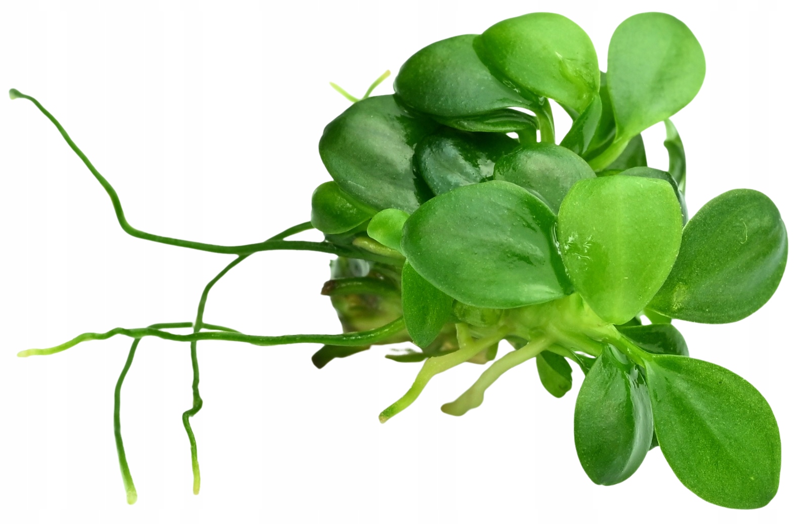 Anubias barteri 