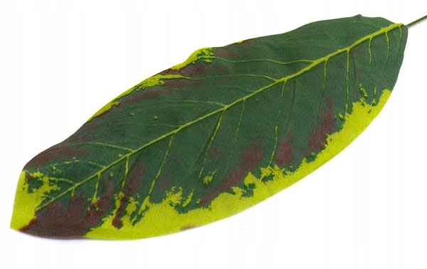 Liść omszały Difenbachia green/burgund LIŚCIE