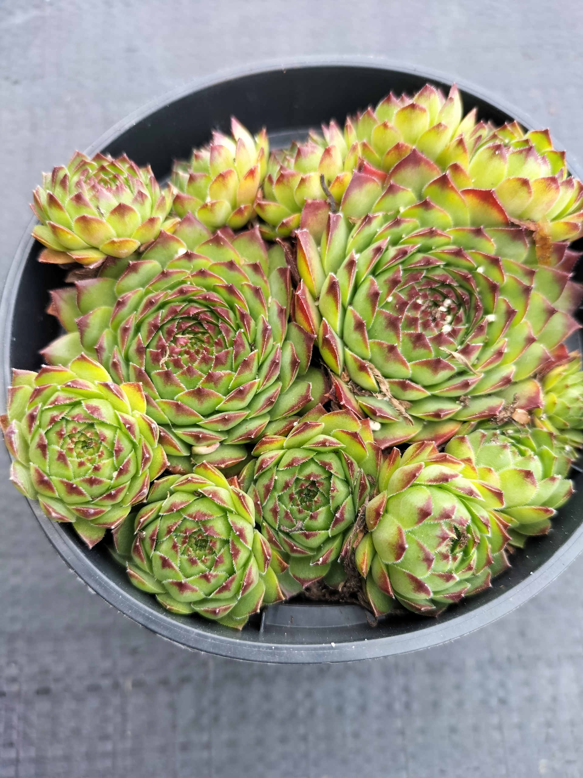 Ройник 54 Мануэль