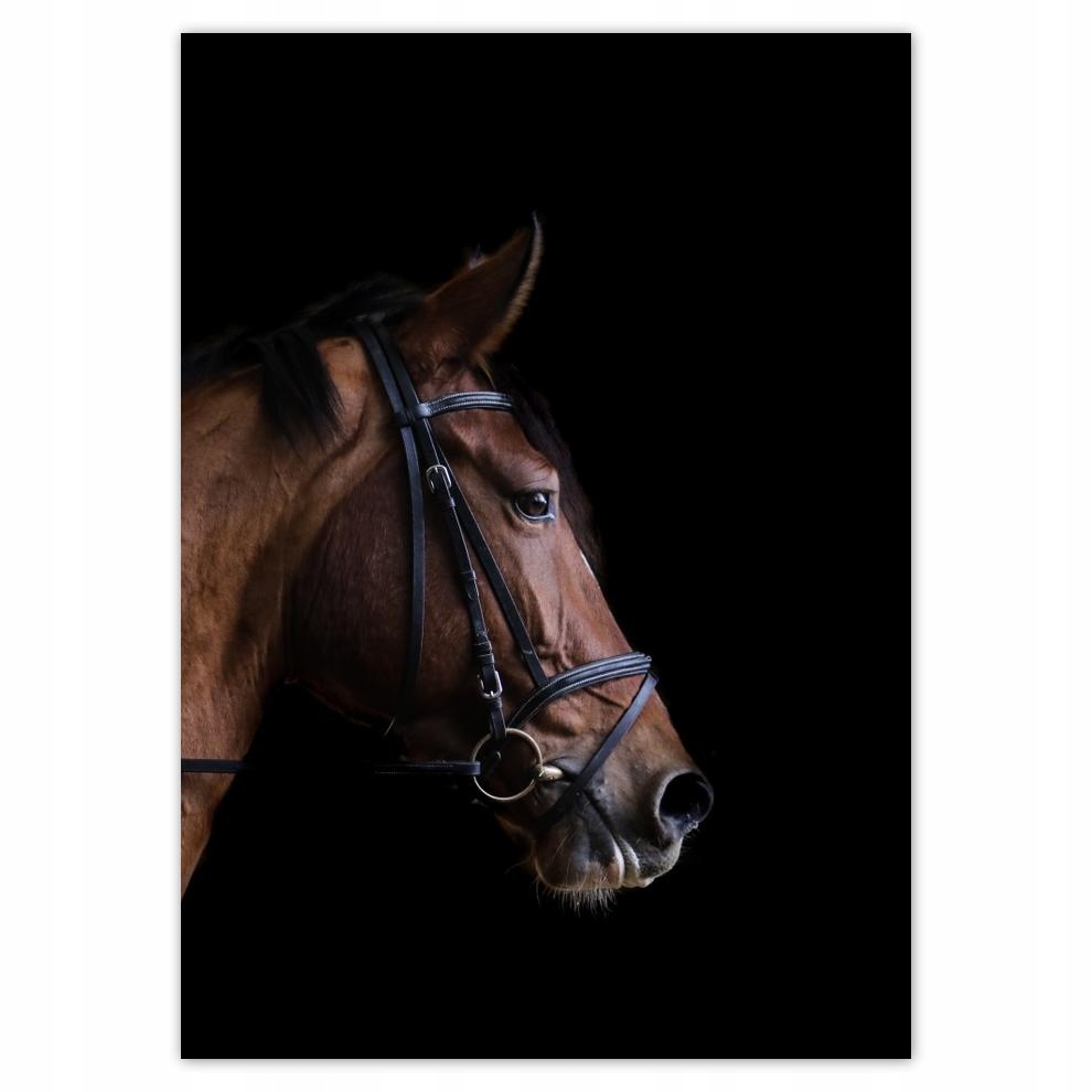 

Naklejki 50x70 Głowa konia Koń Konie