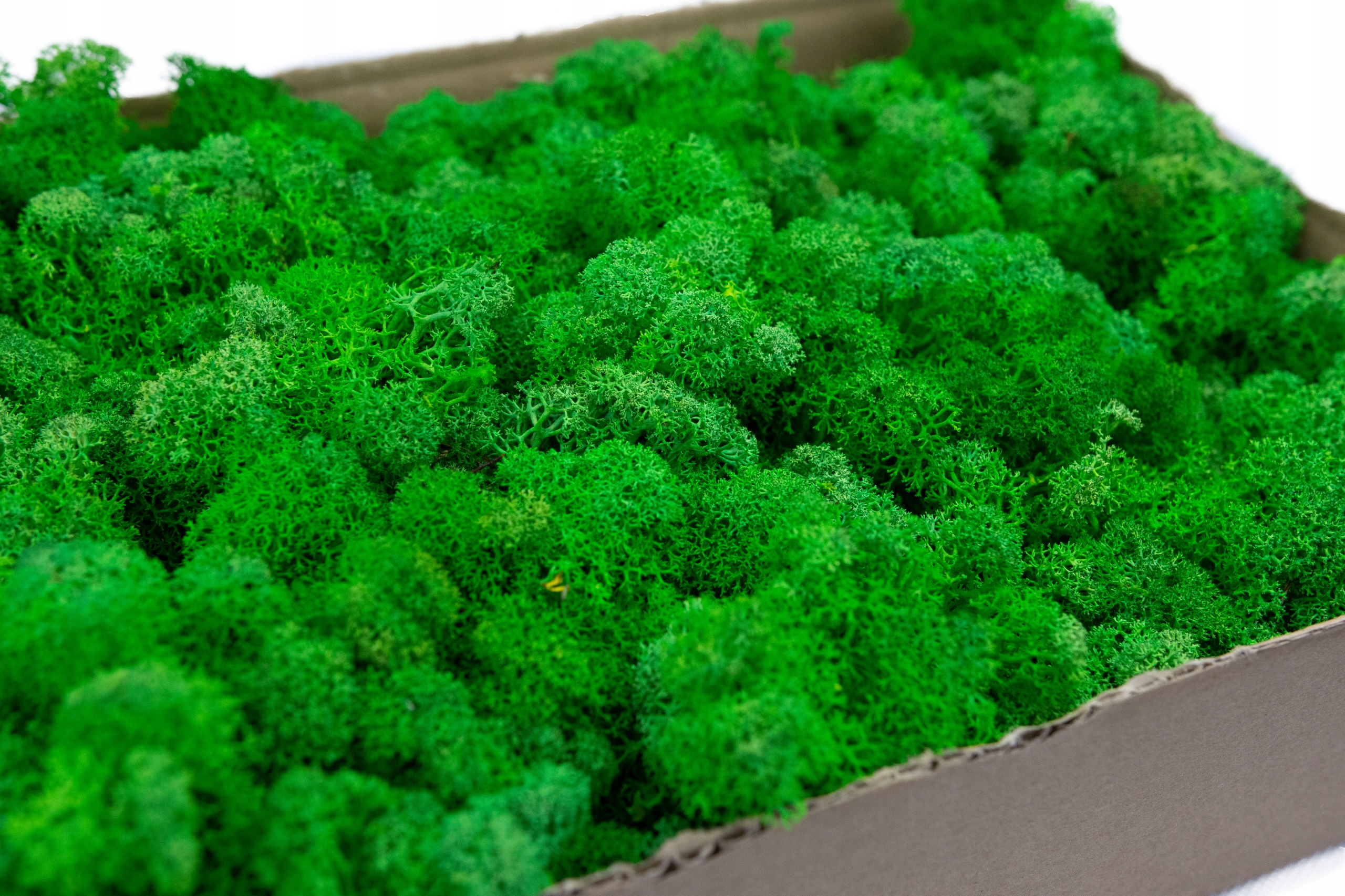 Mech Chrobotek 500 Zieleń wiosenna 0.5kg Rodzaj mech chrobotek