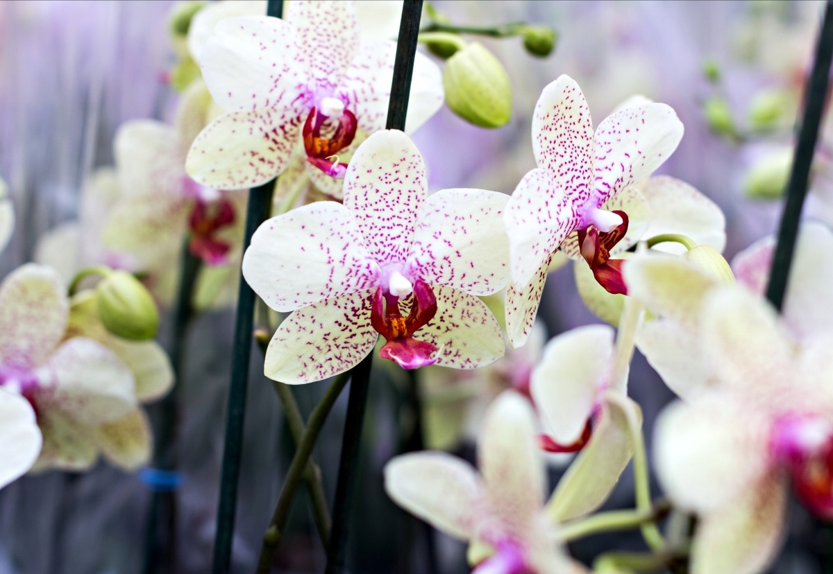 

Fototapeta Flizelinowa Orchidea Kwiaty 152x104
