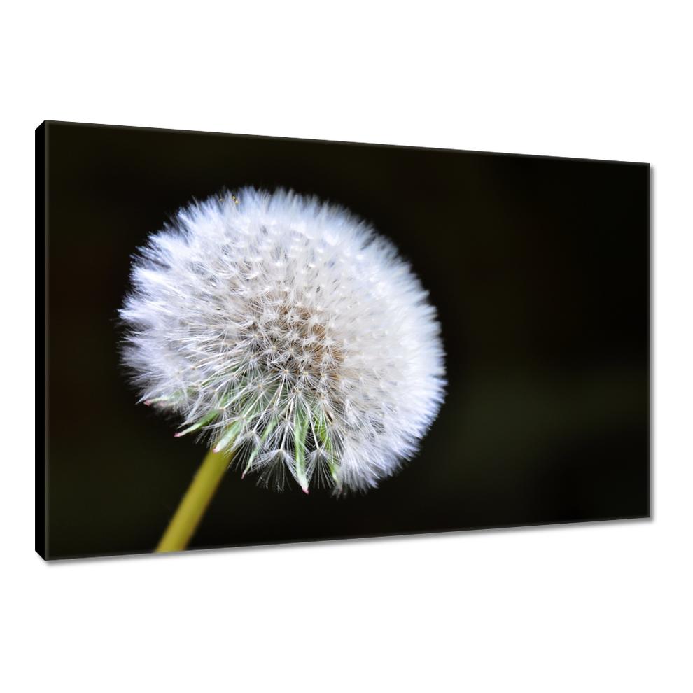 

Obrazy 90x60 Dmuchawiec Kwiat Kwiatki