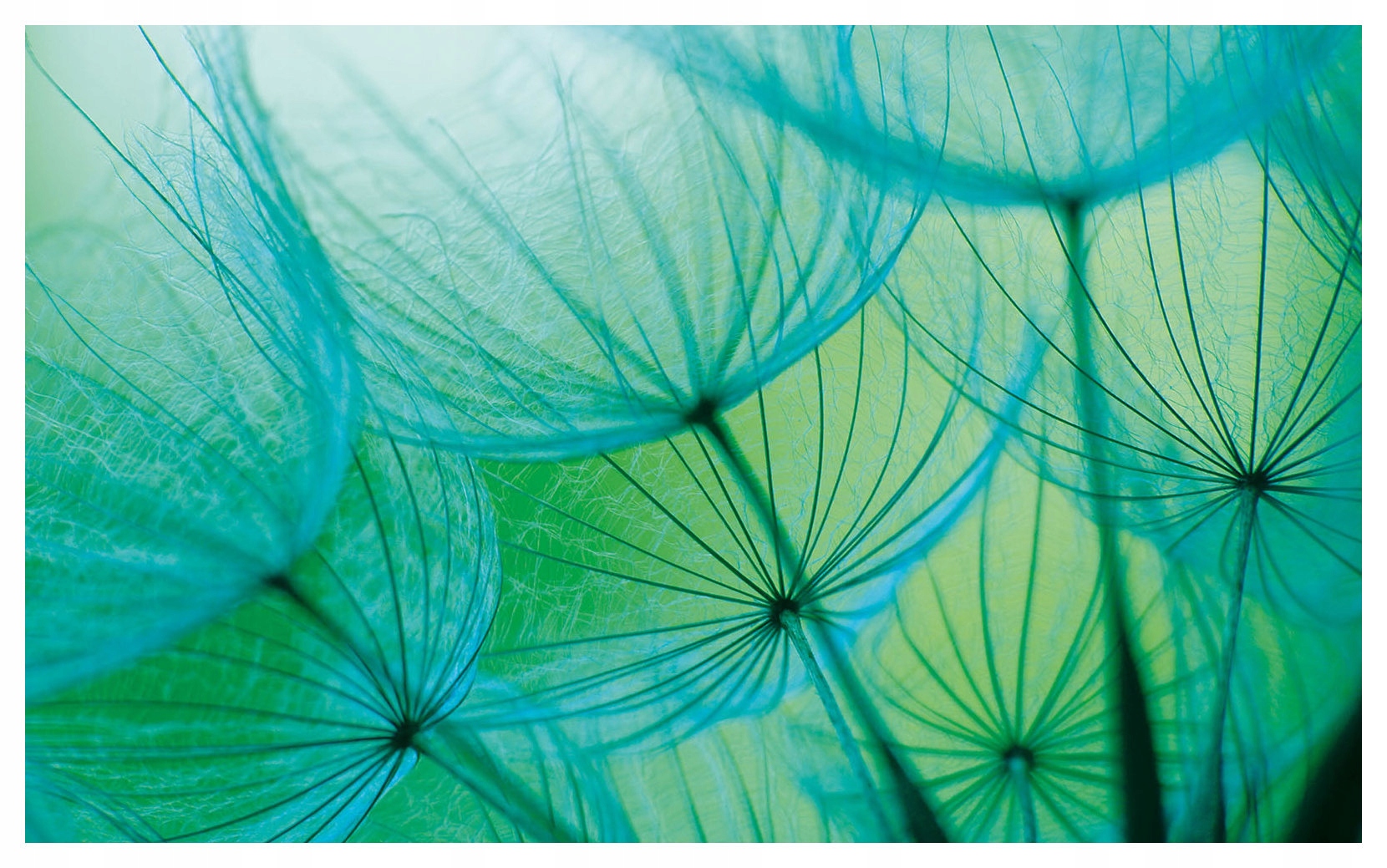 Fototapeta Pampeliška Jemnost přírody Lehkost a klid 208x146 lepidlo