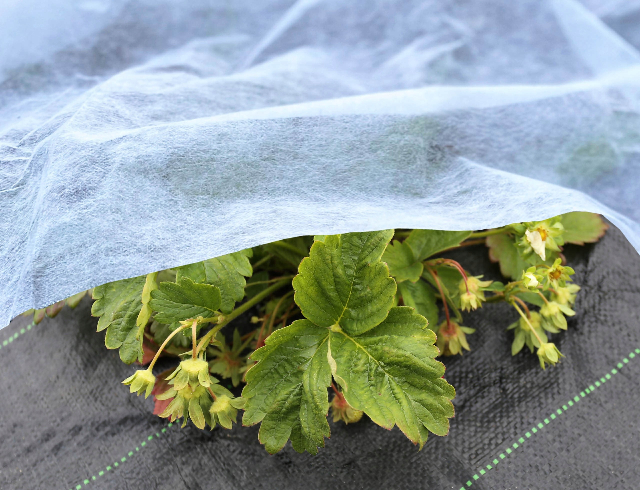 AGROWŁÓKNINA BIAŁA 1,5m 15g UV 20m Bellushortus Szerokość (krótszy bok) 150 cm