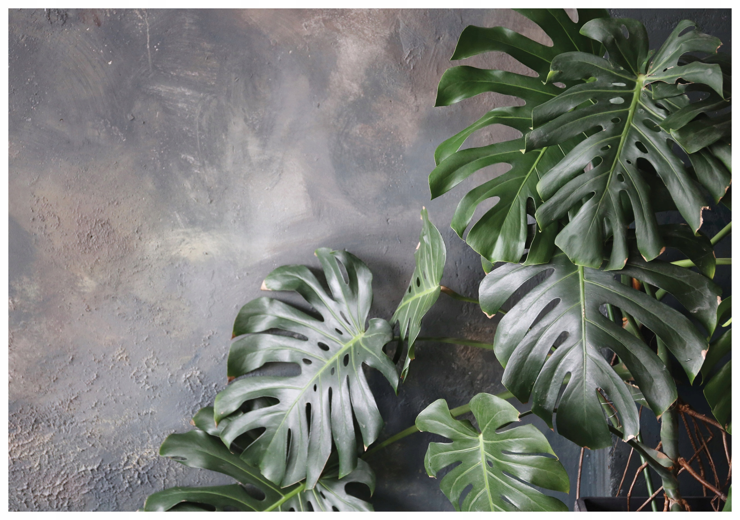 Vliesová fototapeta Monstera šedo-zelená s hloubkou textur 416x254 lepidlo