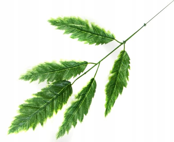 Liść MELIA Gałązka GREEN LIŚCIE Kod producenta MyFlowers.pl