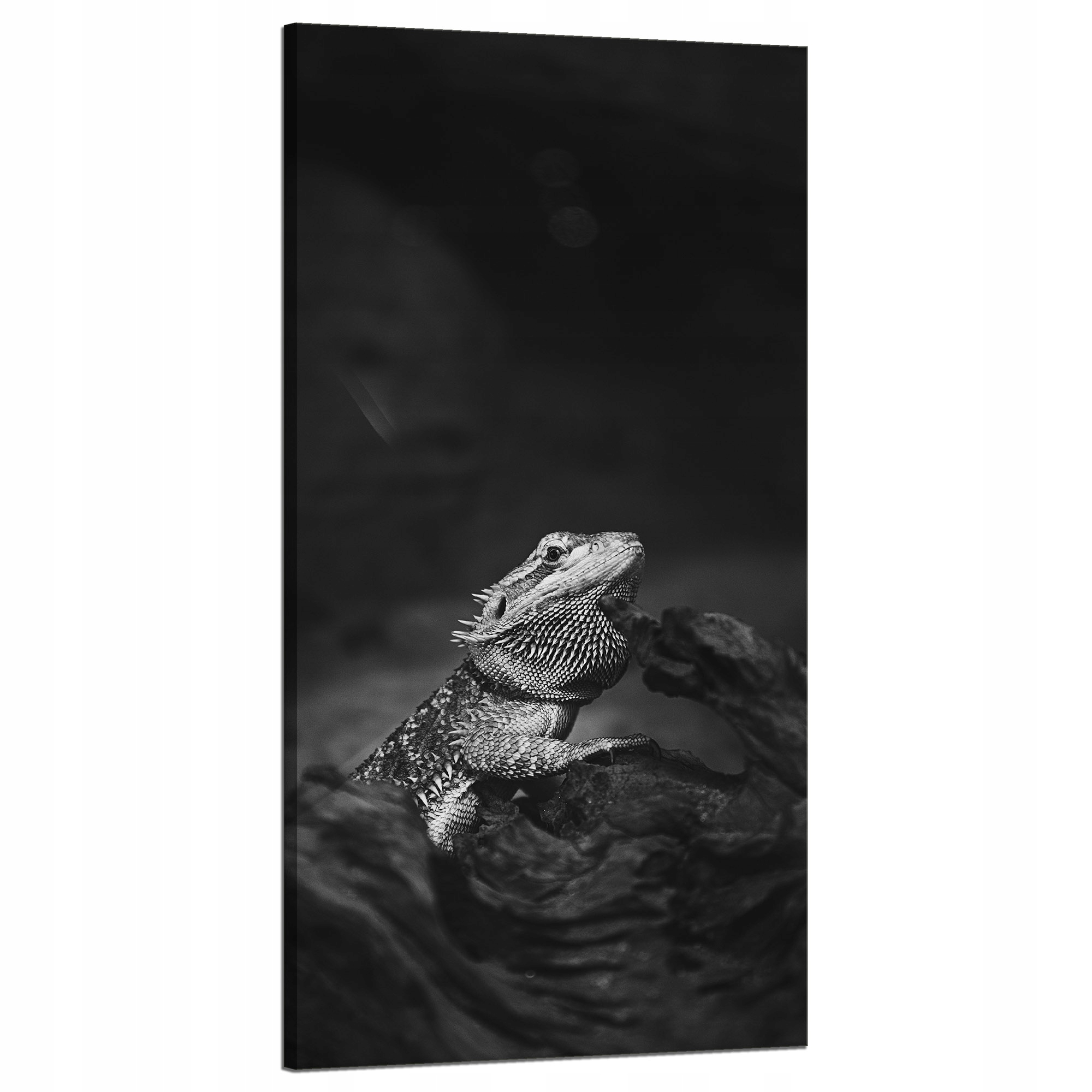 Obraz na plátně Ještěrka Gad Černobílá Příroda 60x120