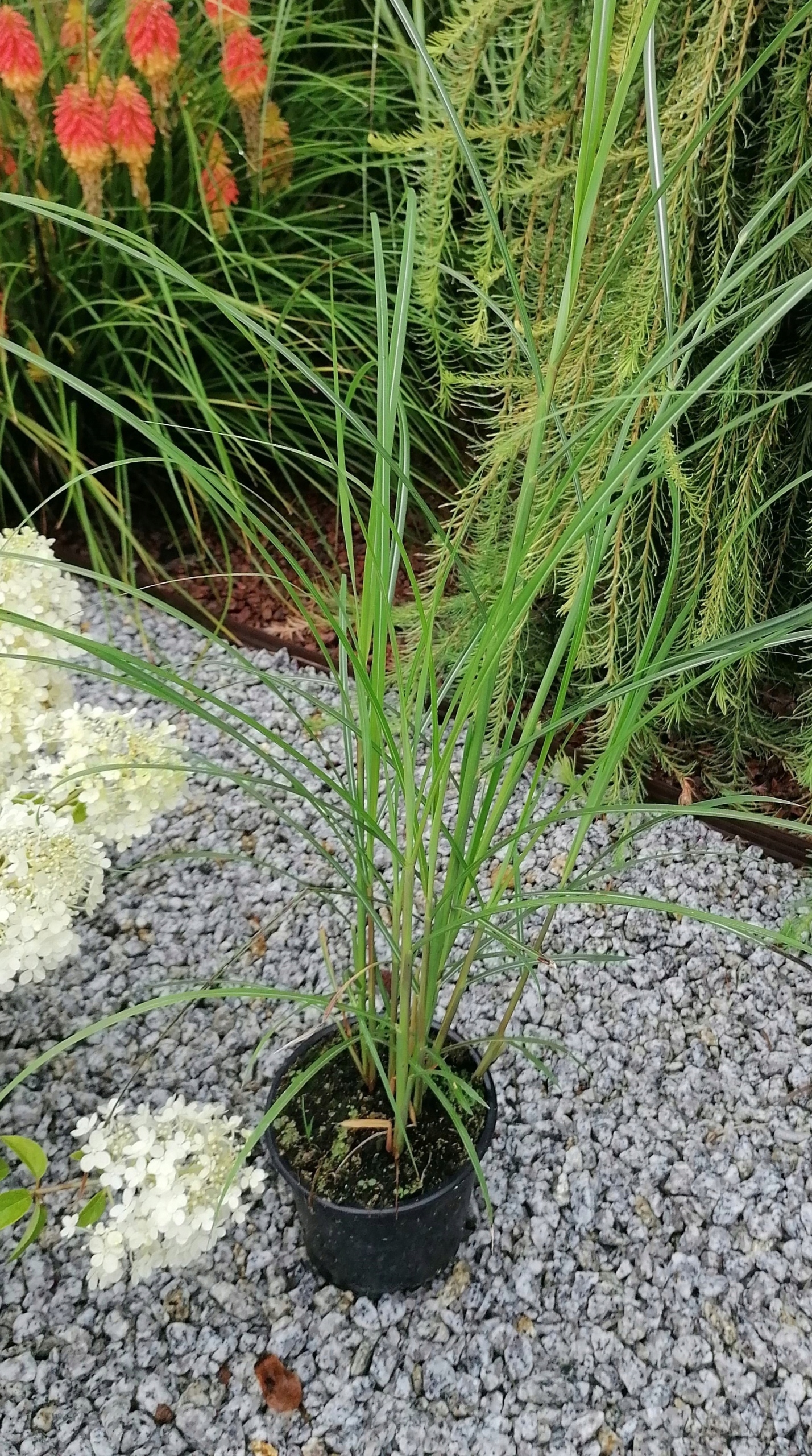 Miskant chiński Malepartus Miscanthus sinensis 2L Kolor kwiatów inny kolor