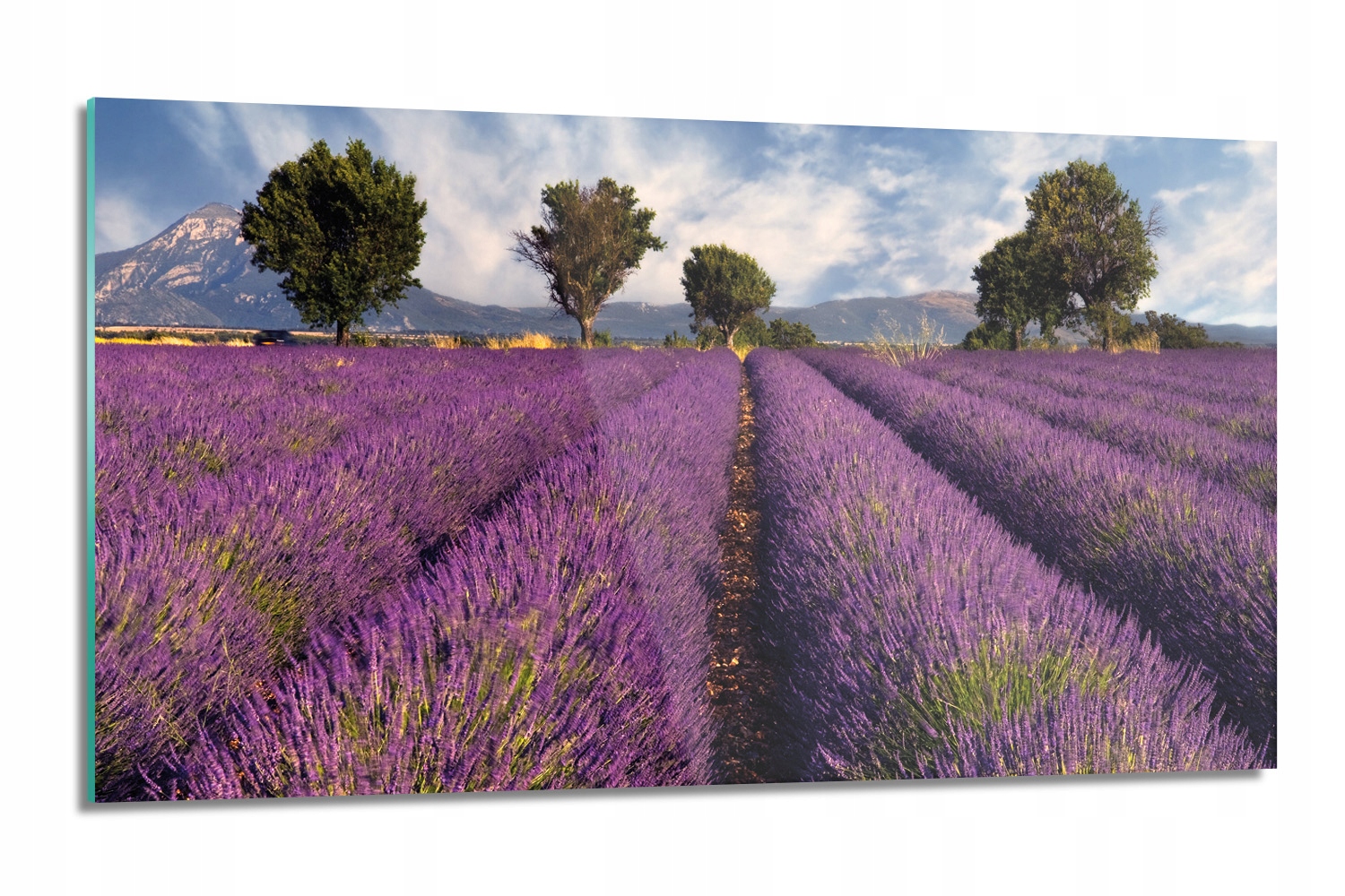 Sklenená doska Levanduľa pole krajina lacobel 120x60