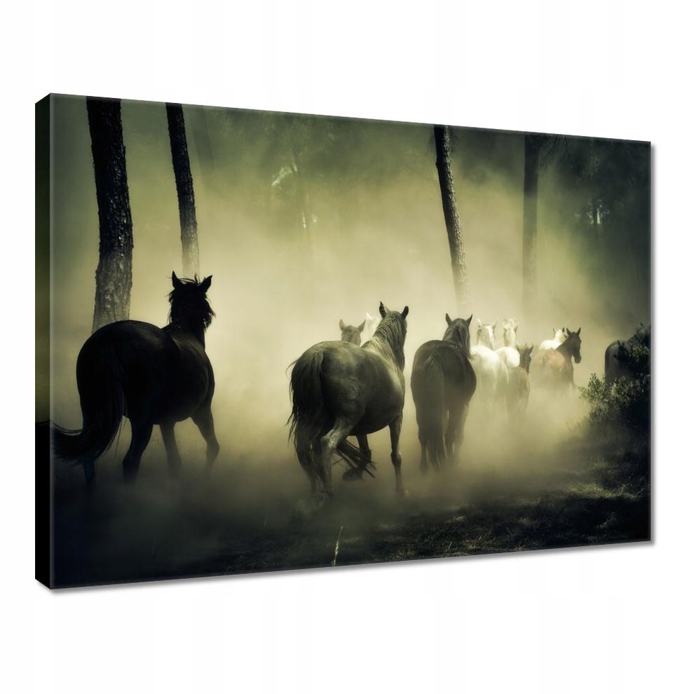 

Obrazy 40x30 Dzikie Konie Koniki Galop