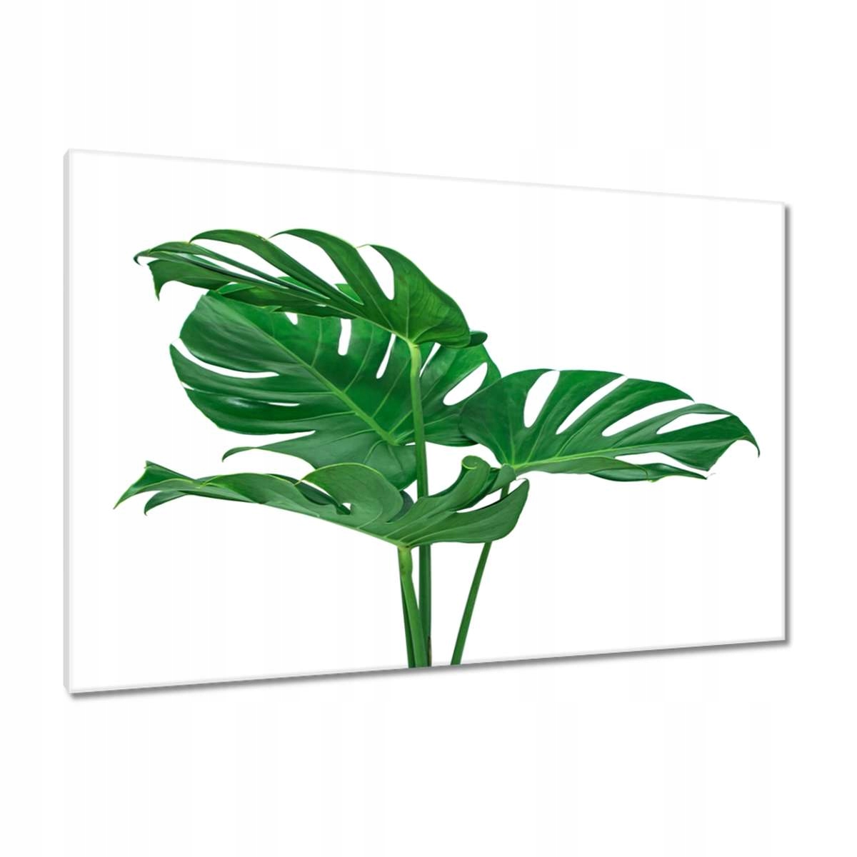Obrazy 120x80 Monstera děravé listy