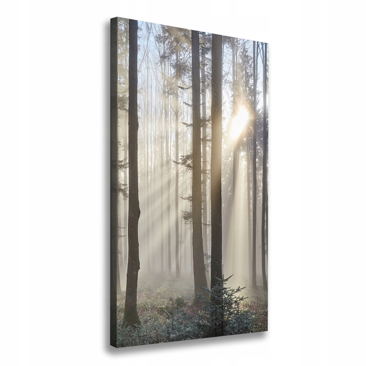 

Foto obraz canvas do salonu Mgła w lesie 60x120