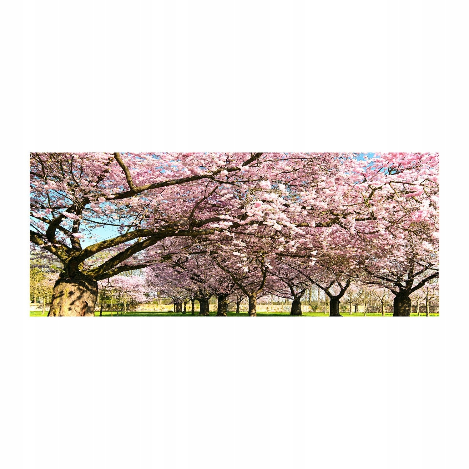 

Foto obraz akryl zdjęcie Drzewa wiśni 125x50 cm