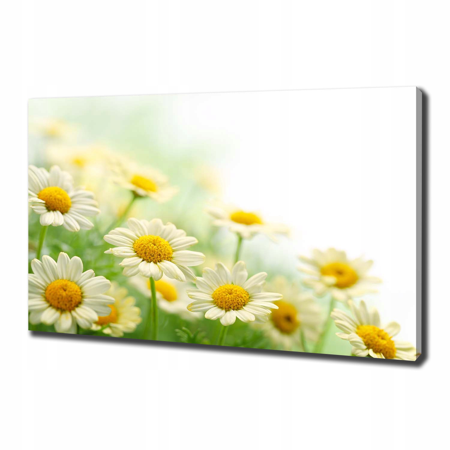 

Foto obraz canvas na ścianę Stokrotki 100x70 cm