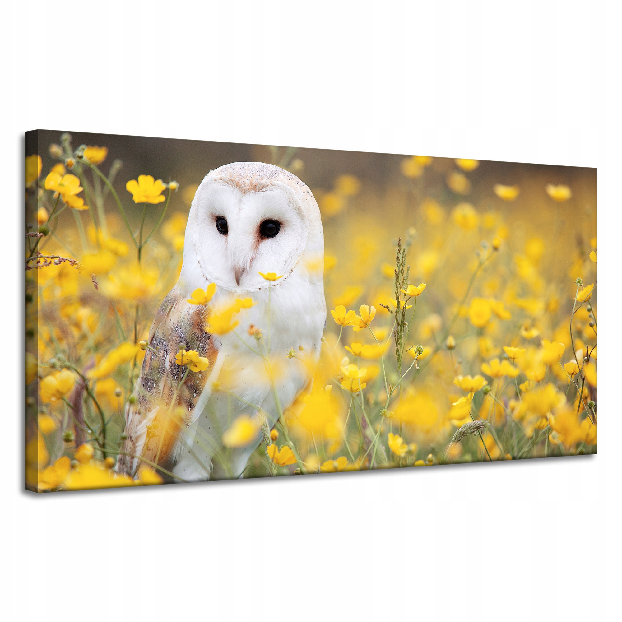 Obraz na plátně Bílá sova Květiny Příroda Louka Zvířata a příroda 120x60