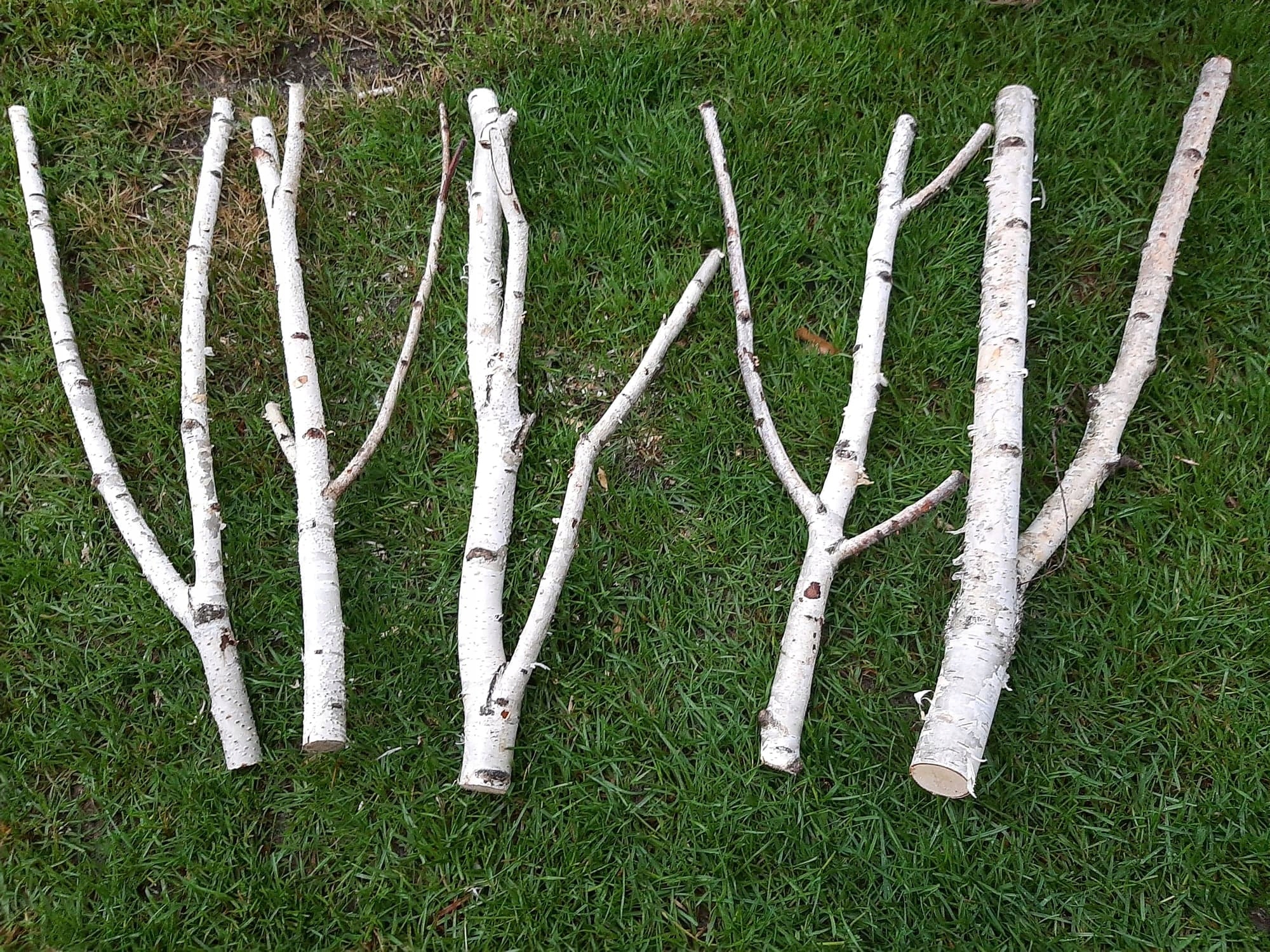 Patyki, gałęzie brzoza dekoracja 60cm cudo!!!