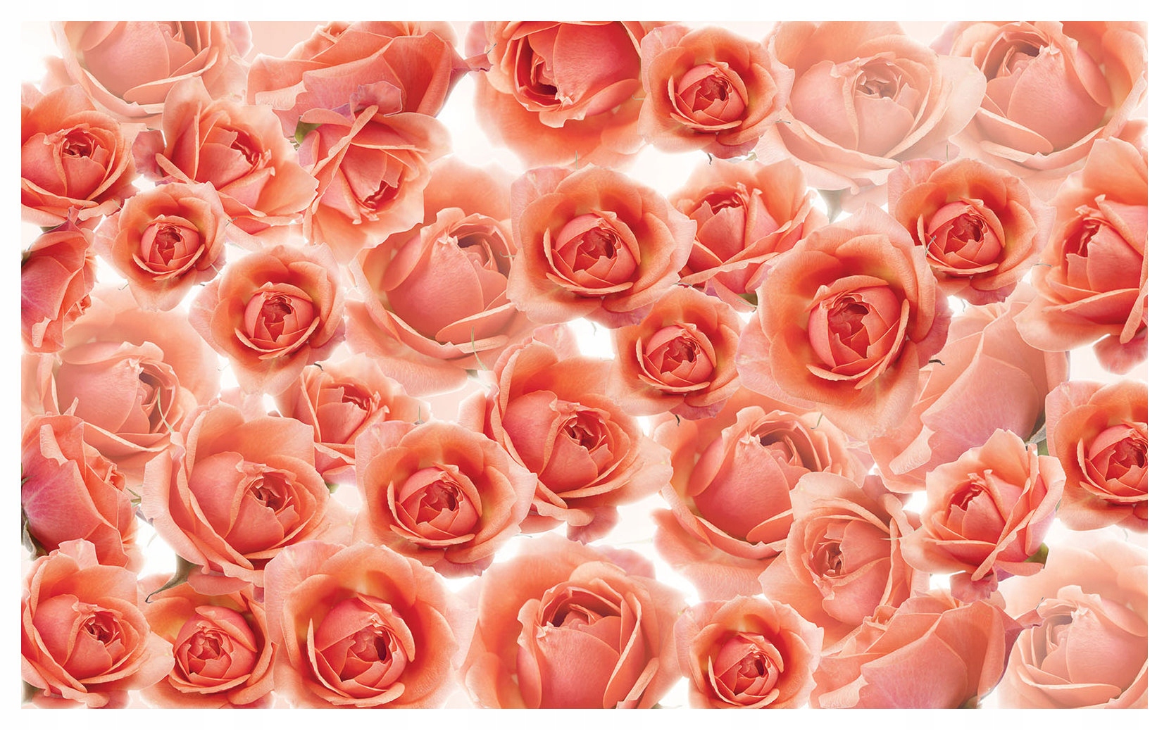 Fototapeta flizelina Růže do obývacího pokoje ložnice jemné květiny 250x175 lepidlo