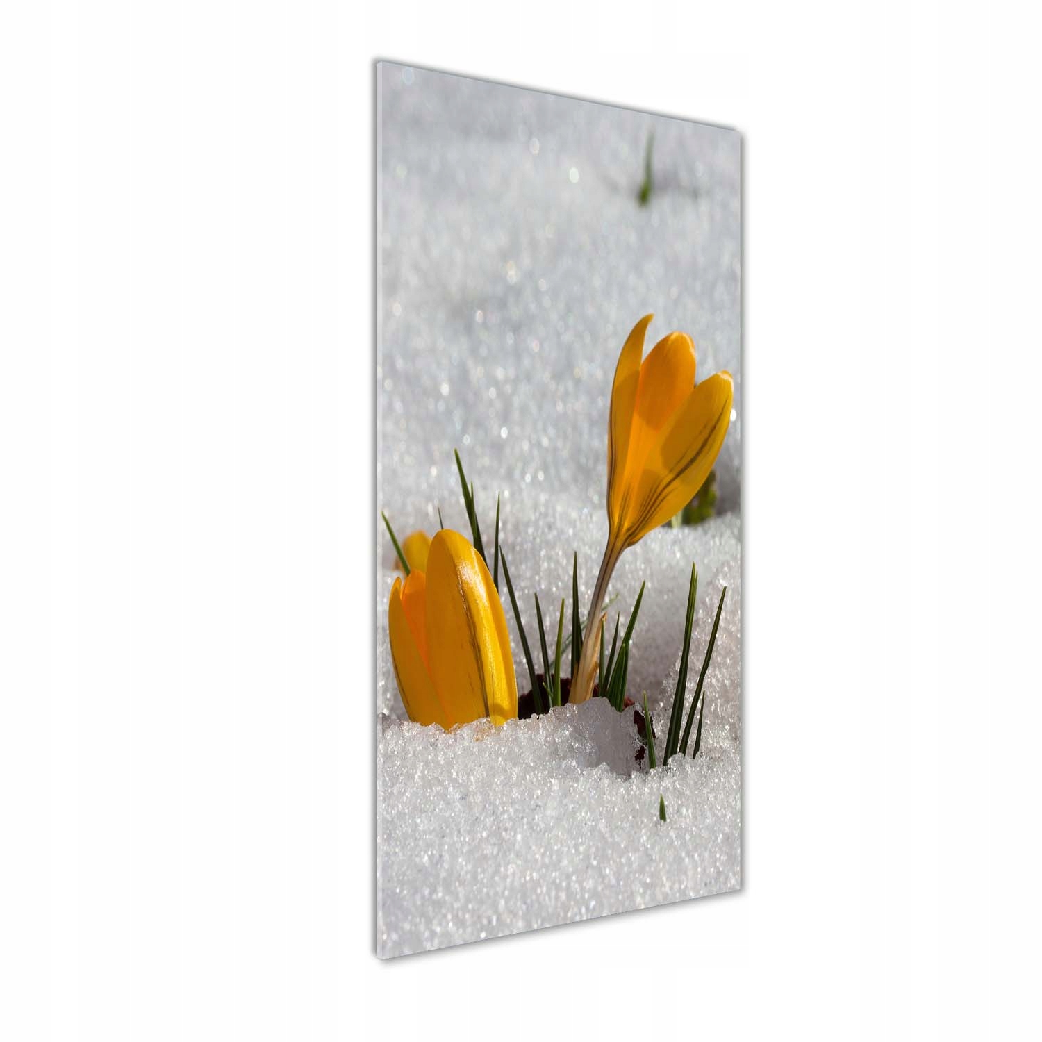 

Foto obraz szkło hartowane Żółte krokusy 50x125 cm
