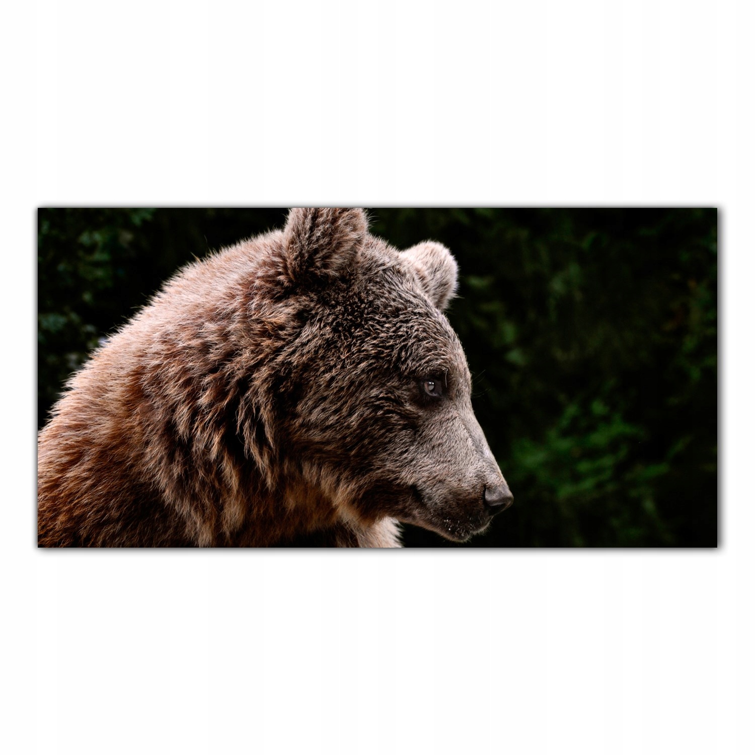Medvěd Zvíře 100x50 Tvrzené skleněné panely