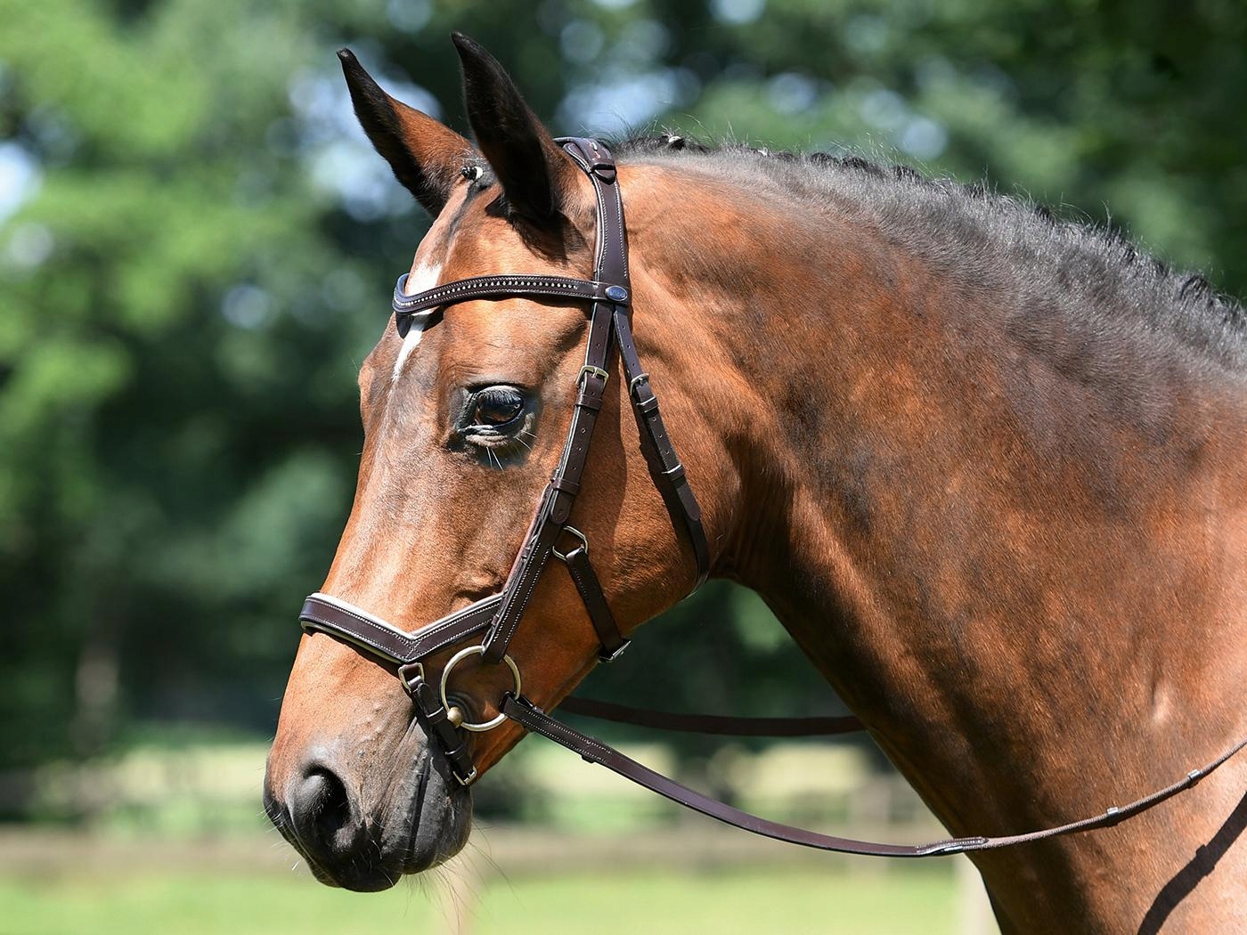 OGŁOWIE BUSSE FEELING ANATOMICZNE CZARNE FULL 24H