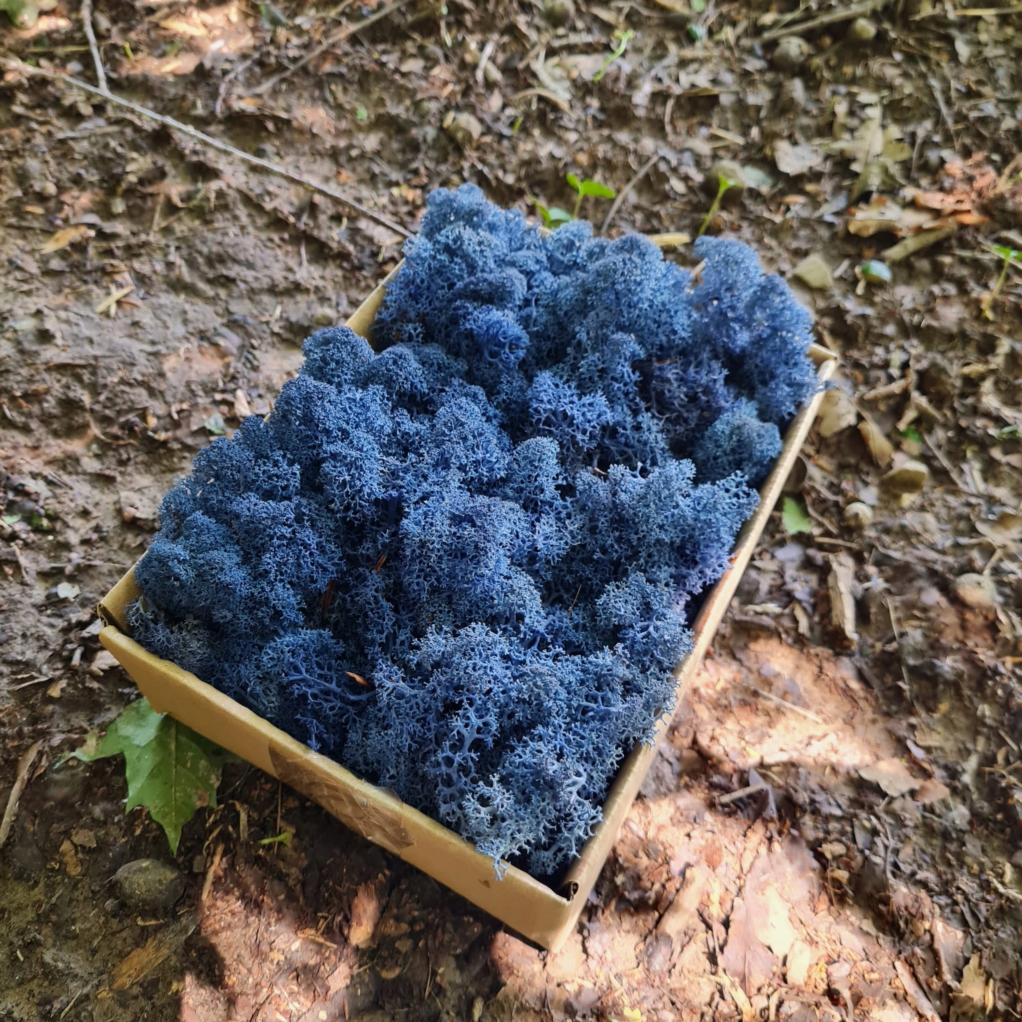 Mech Reniferowy Chrobotek Granatowy 80G NETTO Rodzaj mech chrobotek