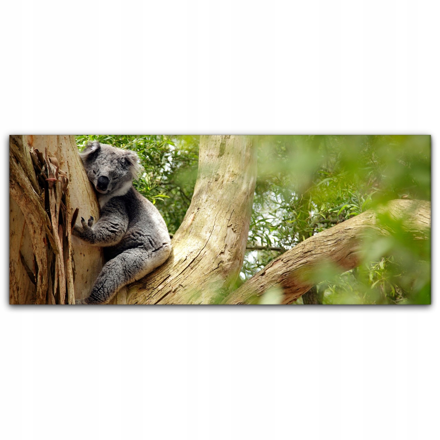 

Obraz Canvas dekoracja 125x50 Miś Koala Niedźwiedź