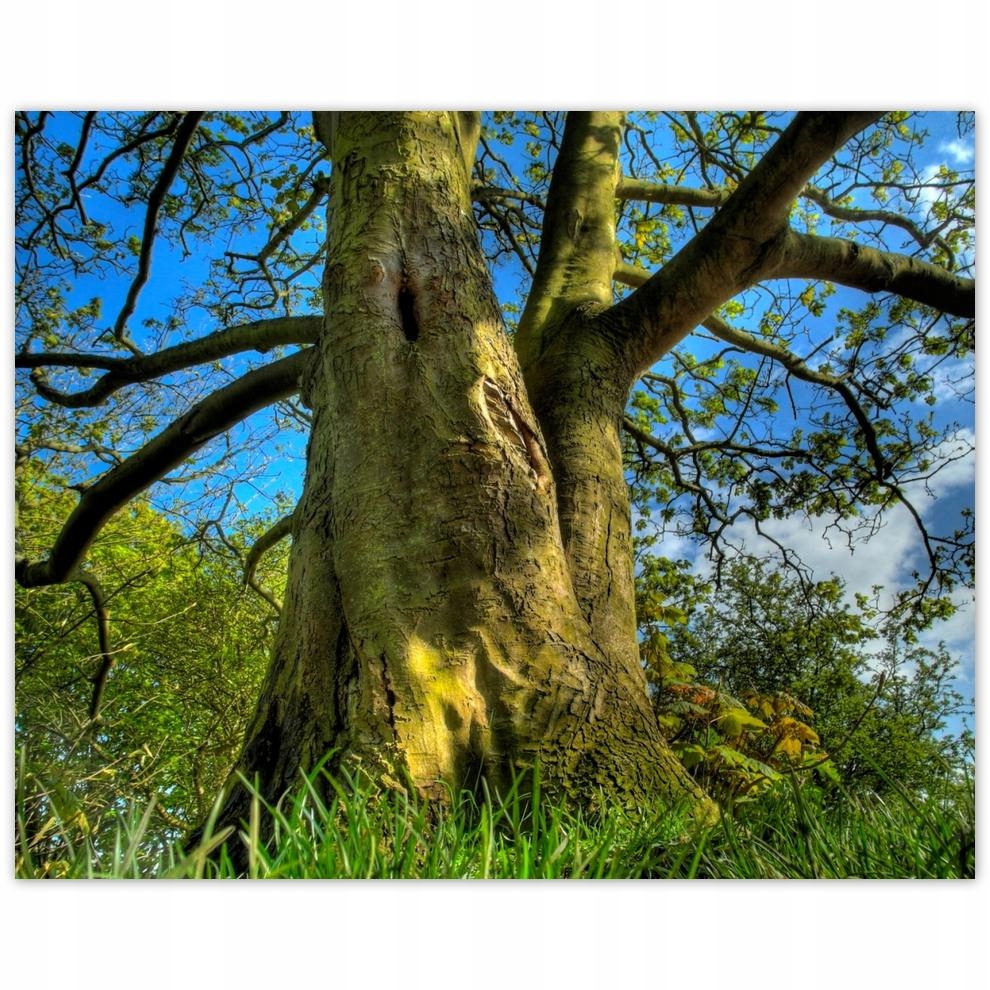 

Plakat 50x40 Silne drzewo