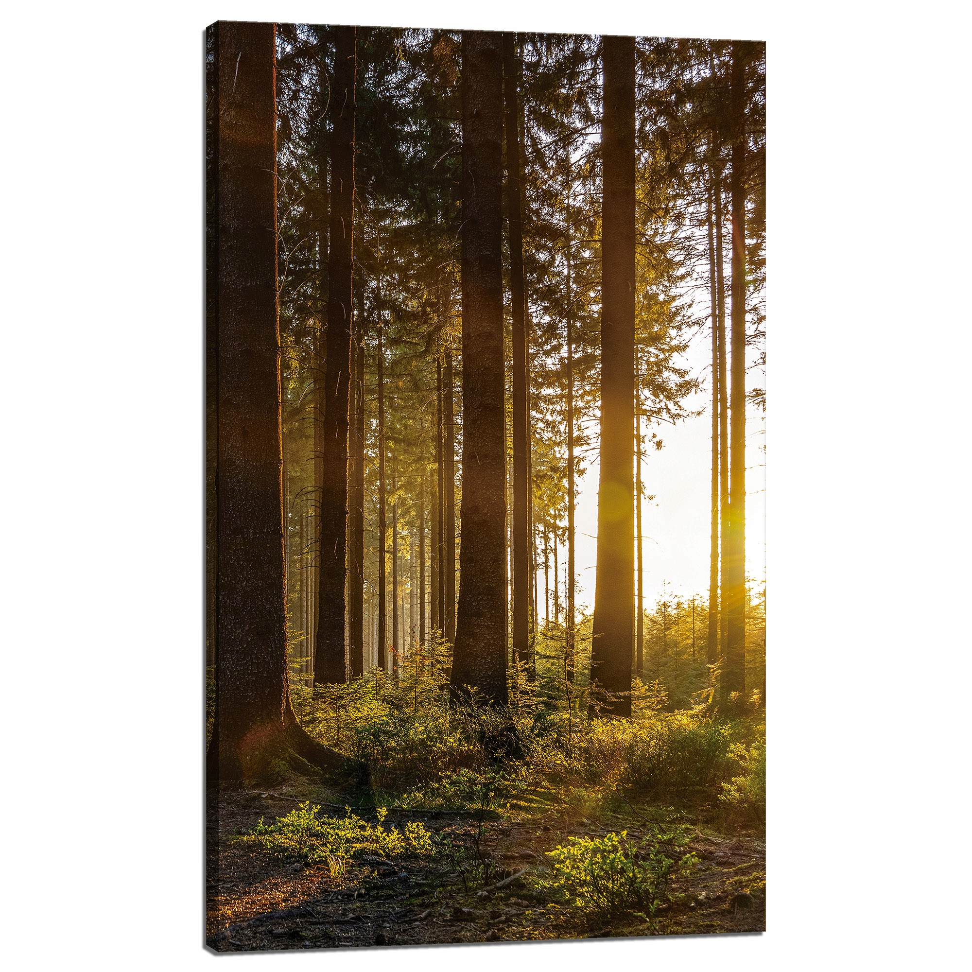 Obraz na plátně Západ slunce Les Stromy Příroda 60x100 cm