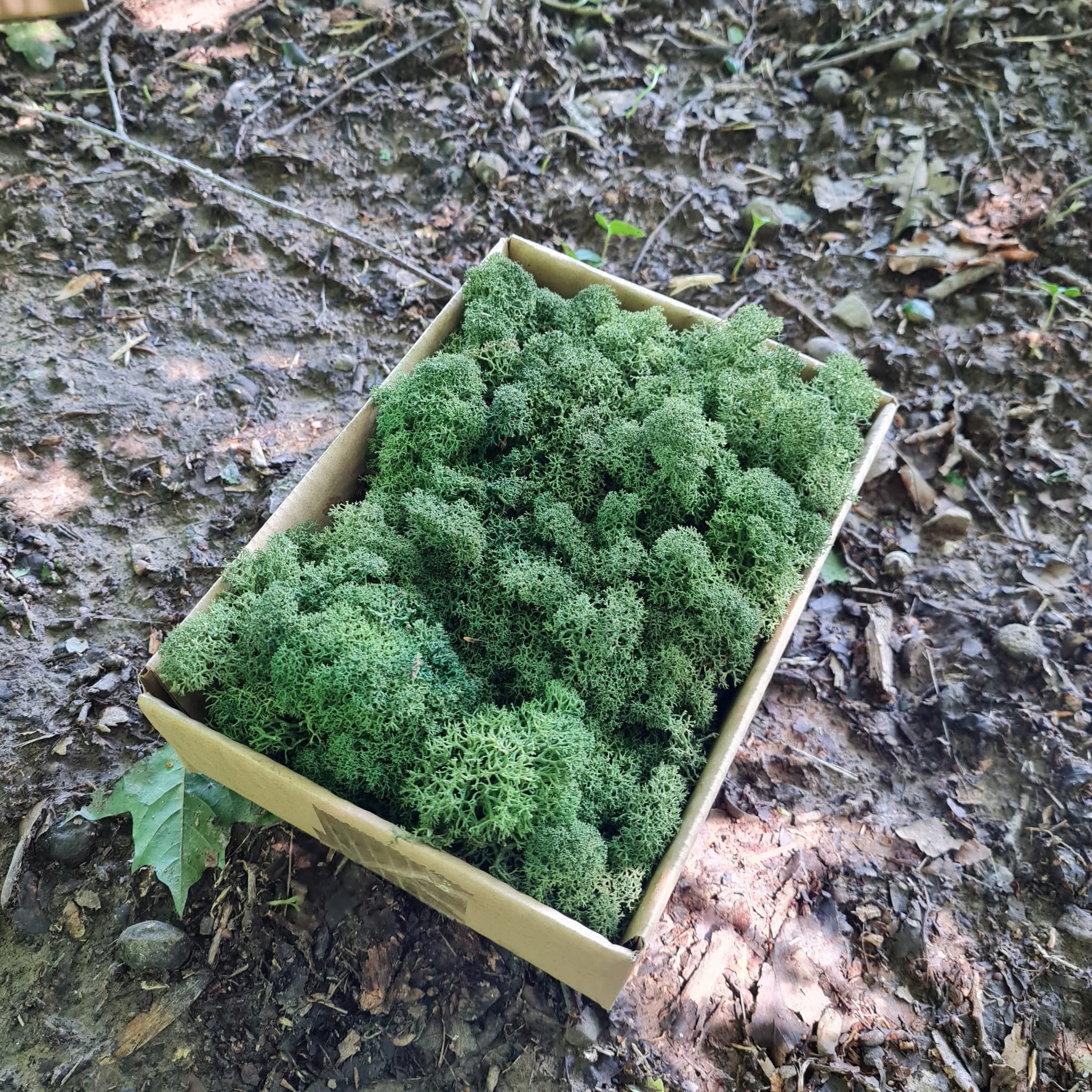 Mech Reniferowy Chrobotek MOSS GREEN 80G NETTO EAN (GTIN) 5906118480251