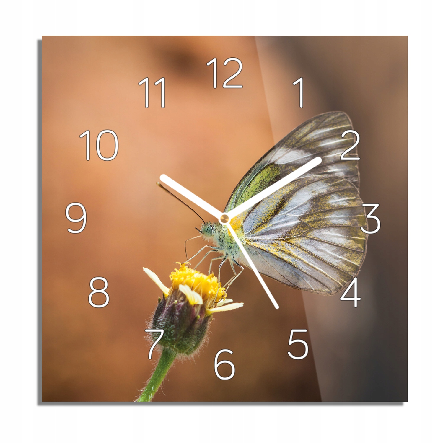 

Motyl owad kwiat zegar na szkle kwadratowy 30x30