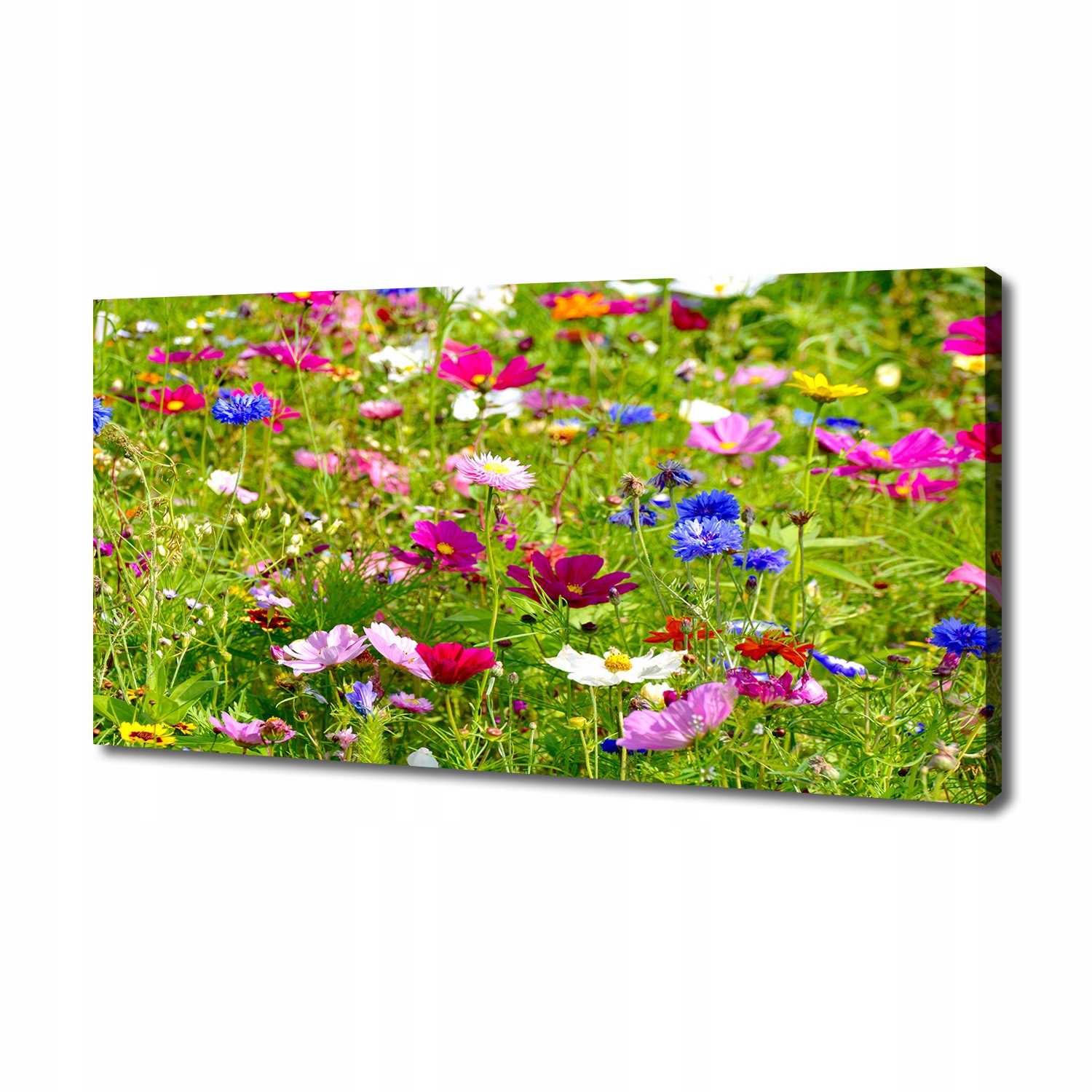 

Foto obraz duży na płótnie Polne kwiaty 140x70 cm