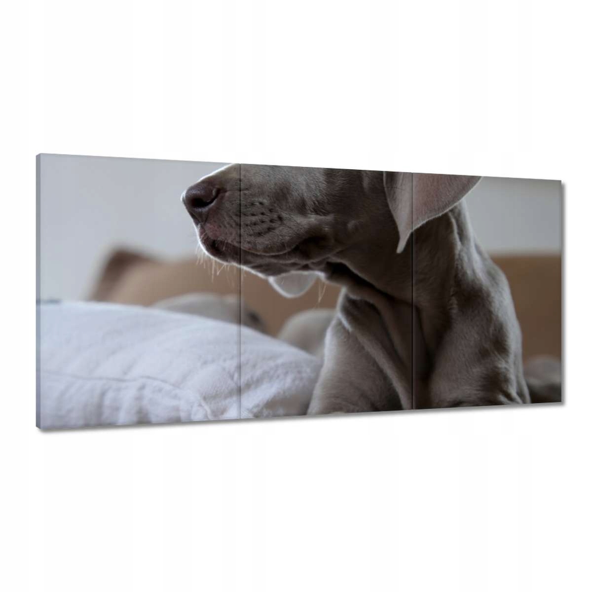 Obrazy 180x90 Pes Psík