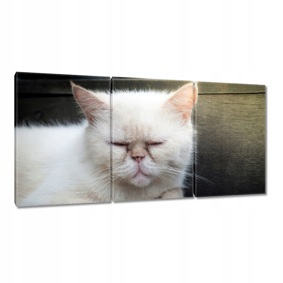 

Obrazy 120x60 Kotek Kotki Koty Kicia