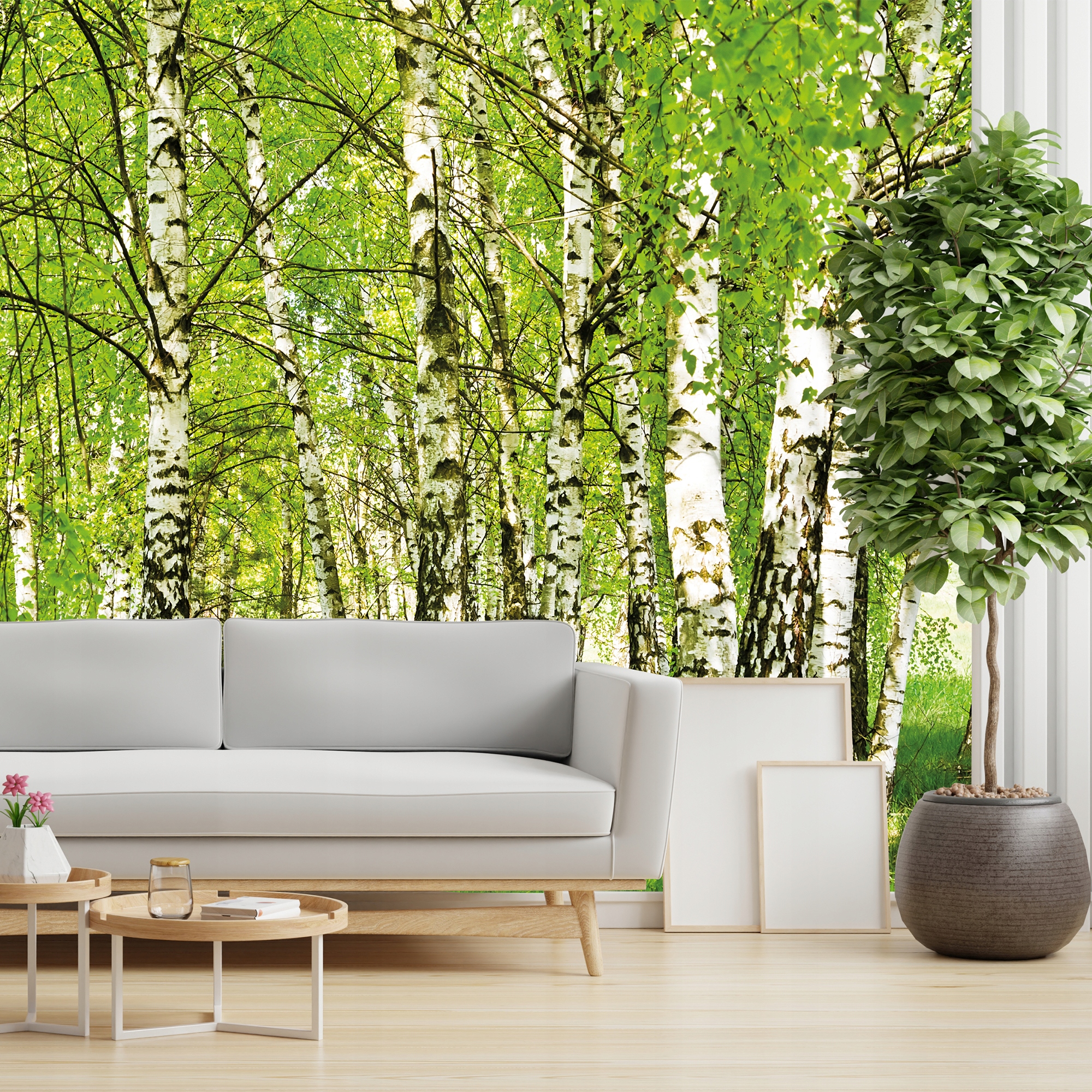 

Fototapeta Brzozowy Las 500x320cm drzewa brzozy 3d