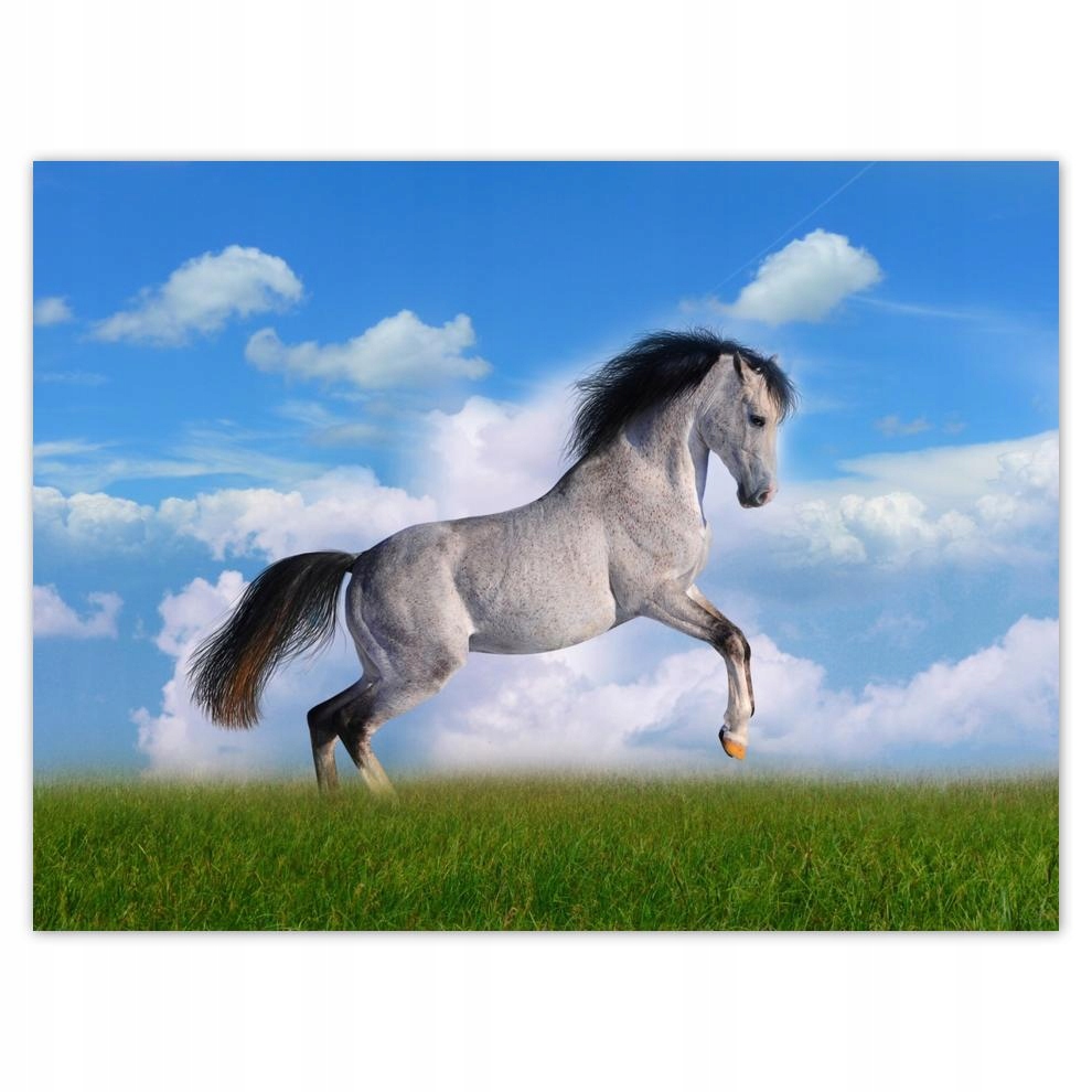 

Plakat 40x30 Koń staje dęba Koń Konie