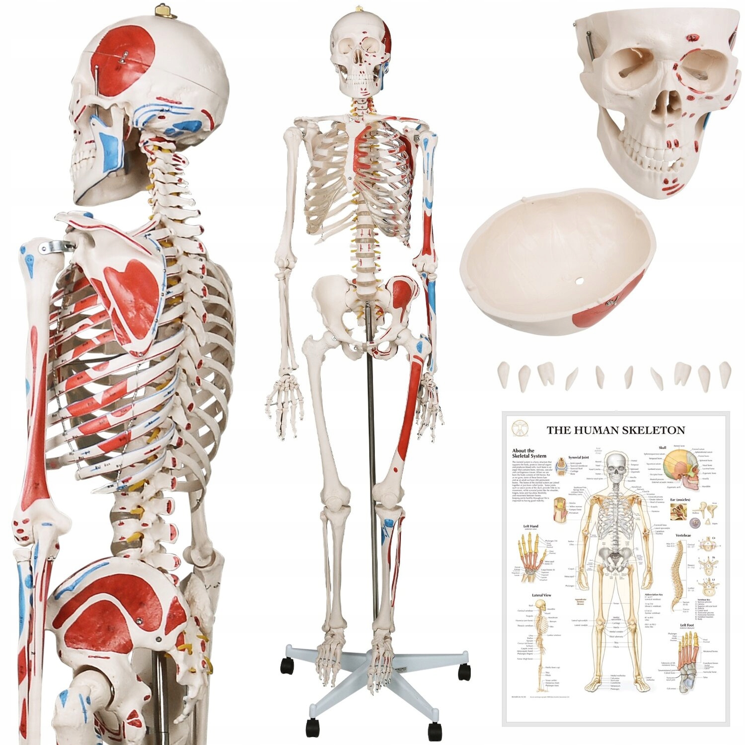 Szkielet Człowieka Ludzki Model Anatomiczny 181,5 CM Z Detalami Pokrowiec