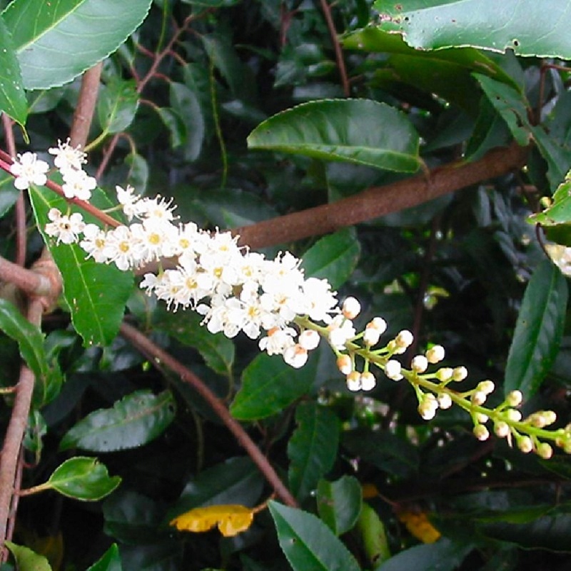 Bobkovišeň portugalská ANGUSTIFOLIA nevídaný NA ŽIVÝ PLOT VELKÁ SAZENICE Styl japonská zahrada moderní zahrada skalka středomořská zahrada venkovská zahrada