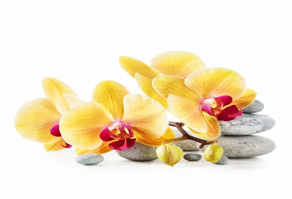 

Tapeta flizelinowa Orchidea Żółty - 104x70
