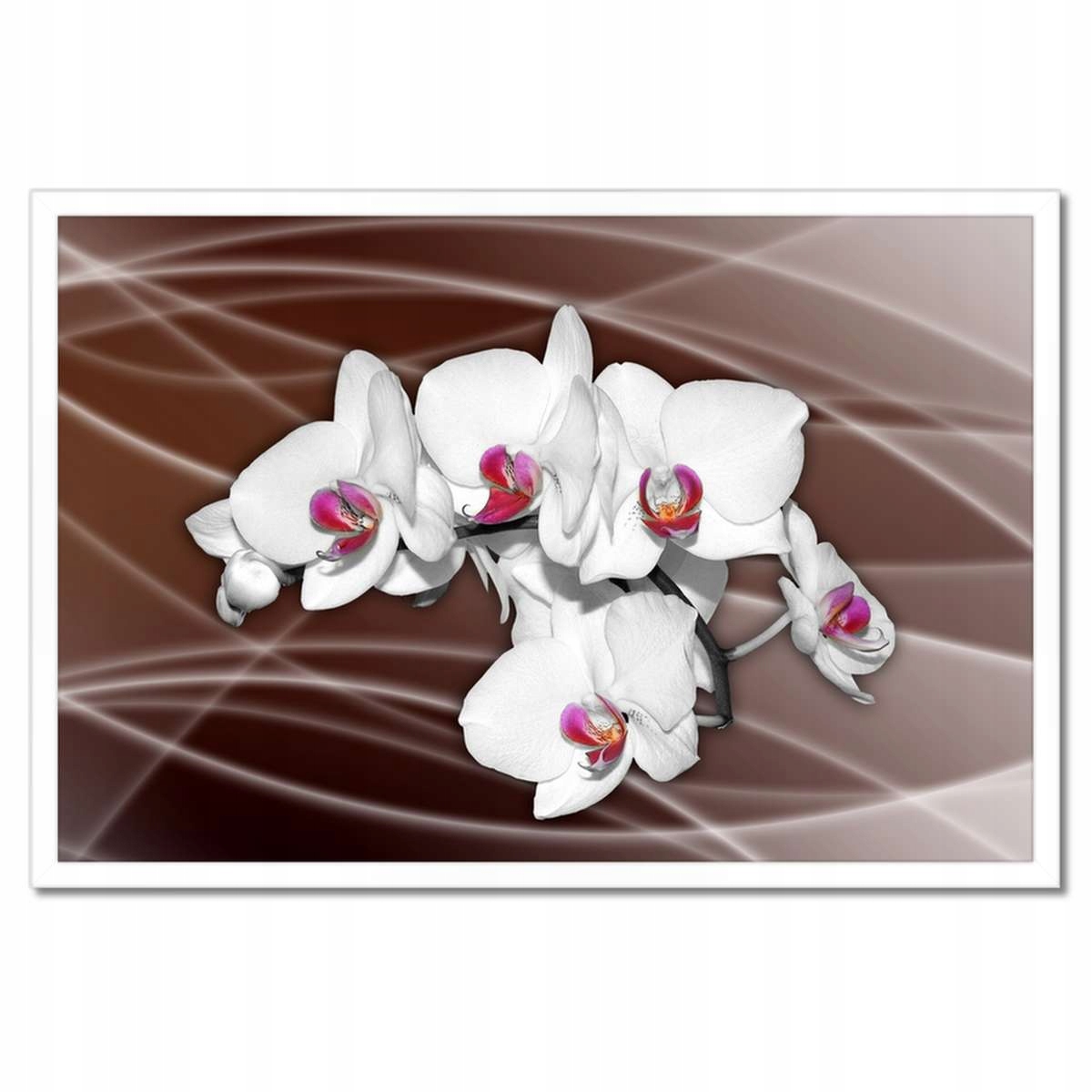 Plakáty v rámu 60x40 Orchidej Čokoládové pozadí