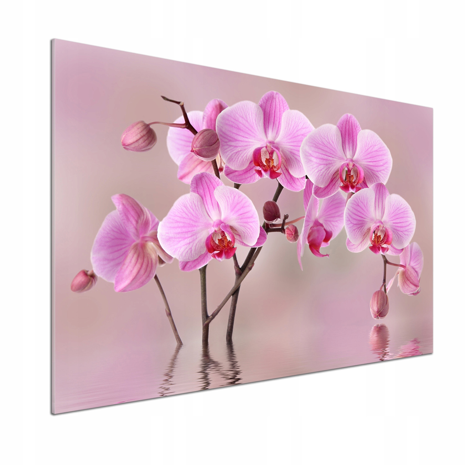 Panel do kuchyne Ružová orchidea 100 x 70 cm Lepidlo