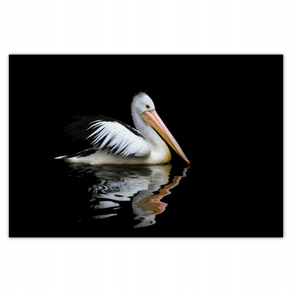 

Plakaty 60x40 Kormoran