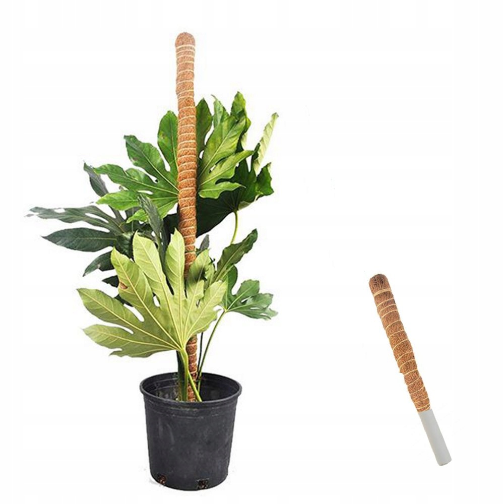 

Palik Kokosowy Tyczka Podpora Do Roślin 40cm S