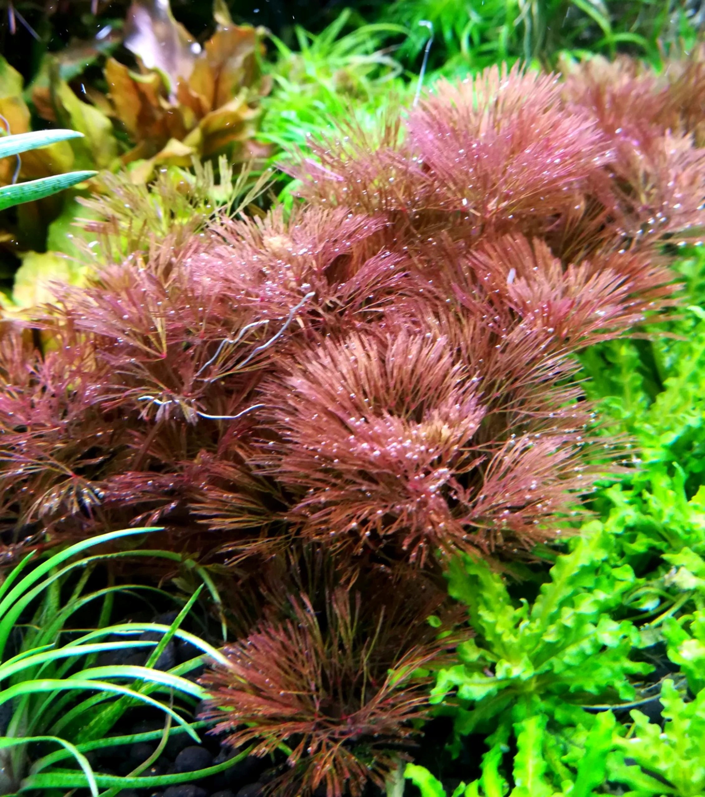 Cabomba Belem RARYTAS hodowla podwodna