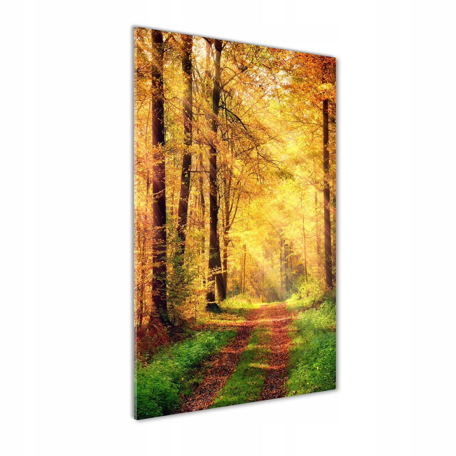 Fotoobraz tvrzené sklo Les na podzim 60x120 cm