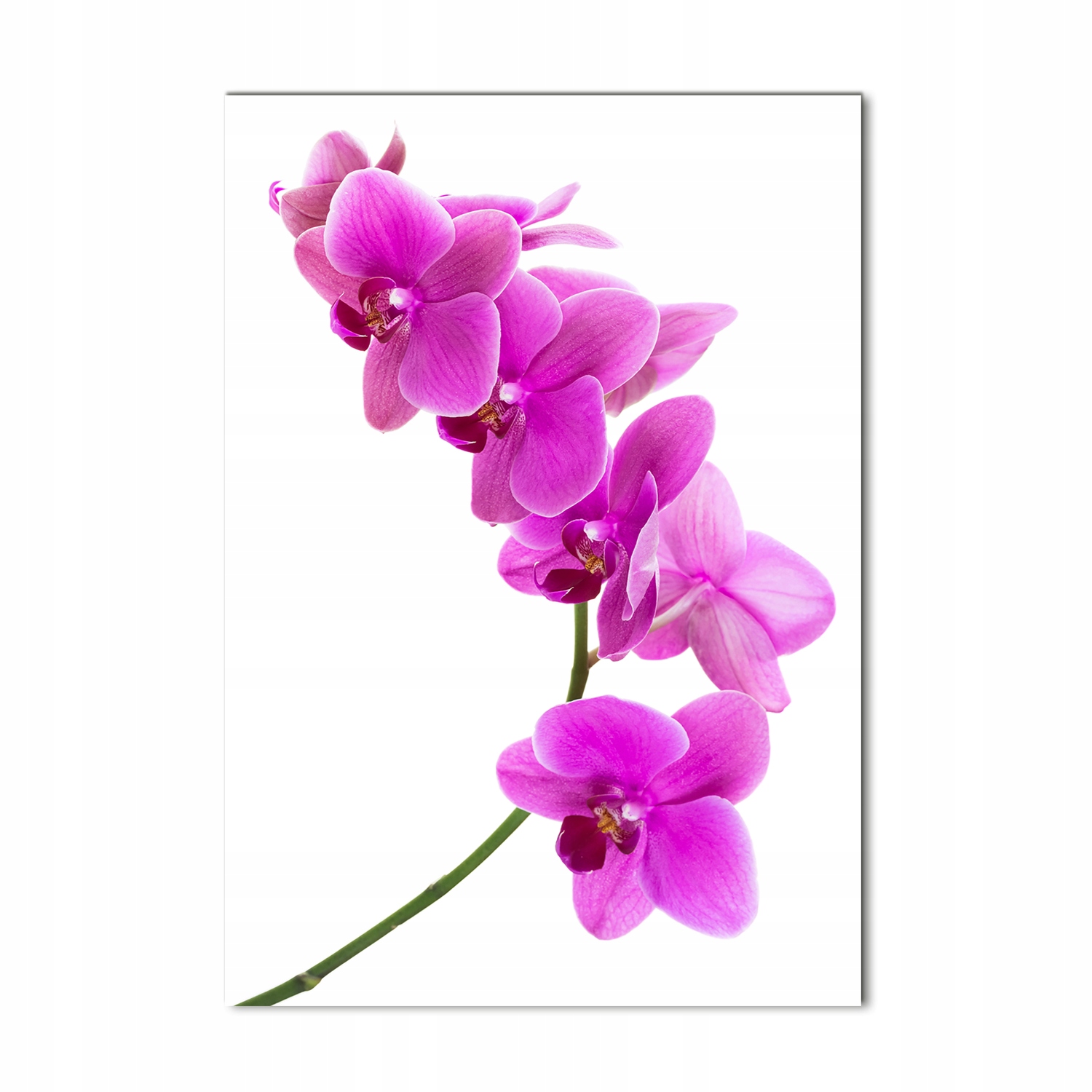 Foto obraz akrylové sklo Ružová orchidea 70x100 cm